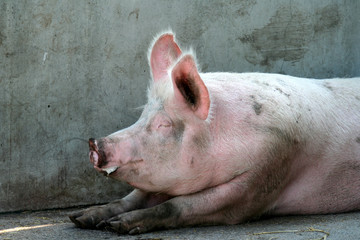 le porc