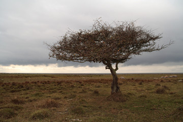 tree silhouette ii