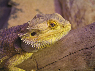 iguane