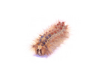 chenille 2