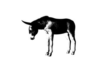 monochrome donkey