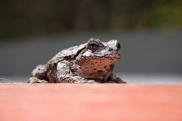tree frog