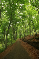 Fototapeta premium waldweg