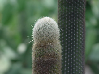 freudian cactus