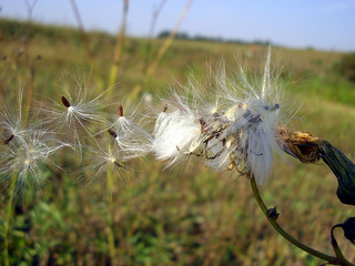 windflower in the wind