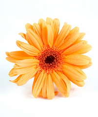Obraz premium daisy on white background