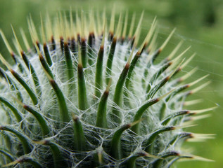 distel