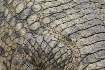 Crédence de cuisine en verre imprimé Crocodile peau de crocodile