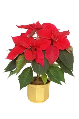 poinsettia