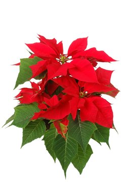 poinsettia