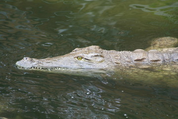 mister croco