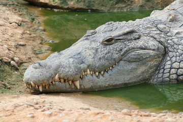 Obraz premium tete de croco