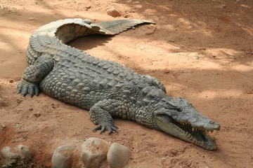 Abwaschbare Fototapete Krokodil das Krokodil