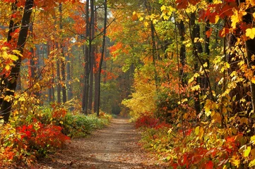Foto op Canvas kleuren van de herfst © Andrzej Tokarski