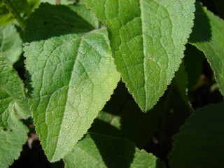 Fototapeta na wymiar two leaves