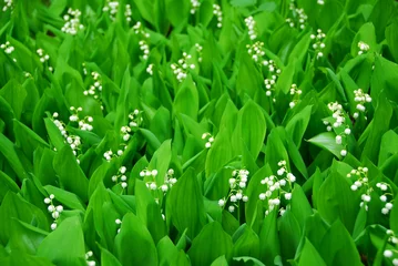 Cercles muraux Muguet lily-of-the-valley