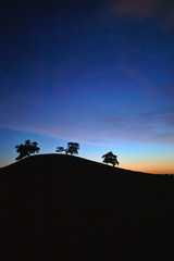 oak tree silhouette