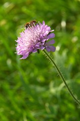 violet flower and bee