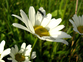 daisy flowers and the bug