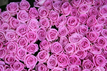 hintergrund rosen