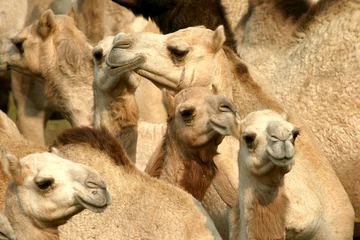 Afwasbaar Fotobehang Kameel camels