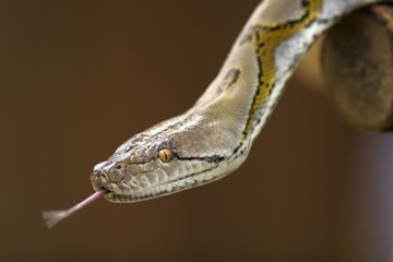 Obraz premium python
