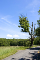 roadside tree