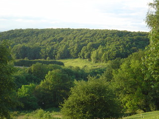 paysage vert 1