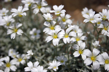 Obraz premium flowers