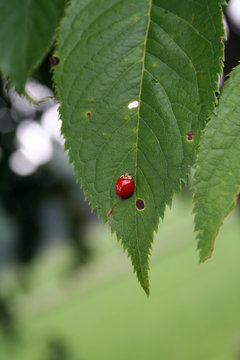 Red Beetle