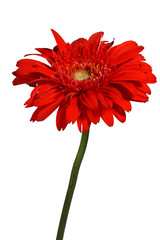 gerbera daisy