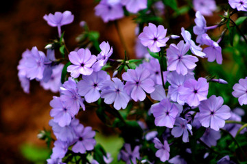 flowers blossom in the spring