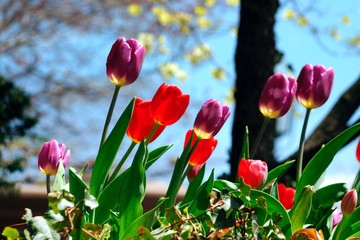 tulips