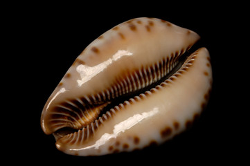 seashell