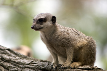Fototapeta premium meerkat