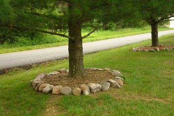landscaped tree