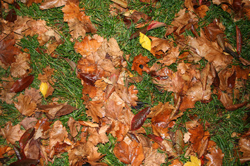 herbst; gelbe blätter und  grüne gras