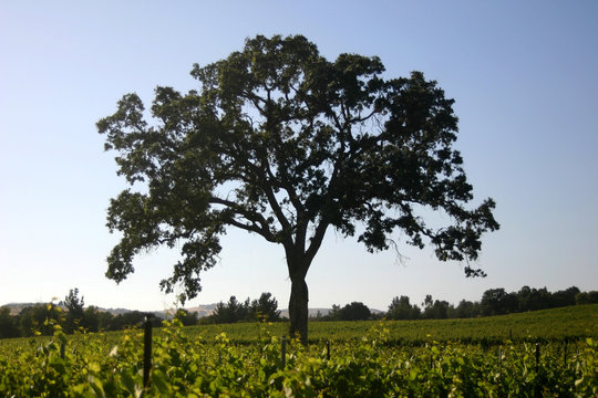 oak tree in vineyard