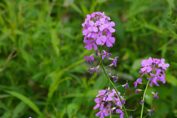 purple wildflower