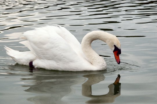 cigne et son reflet 2