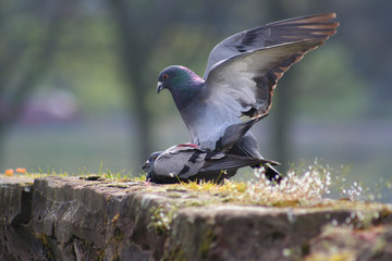 mating pigeons