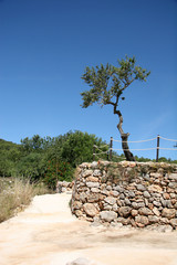 single tree