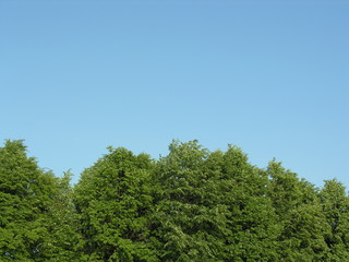 Obraz premium above the tree top