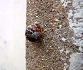 snail 2