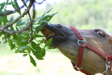 pferd frisst laubblätter