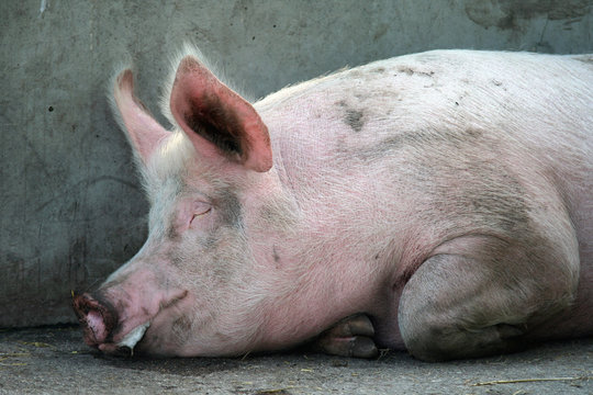 porc