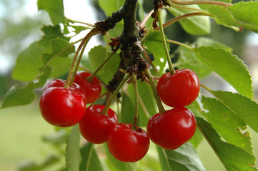 cerises
