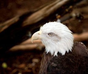 bald eagle in the forest