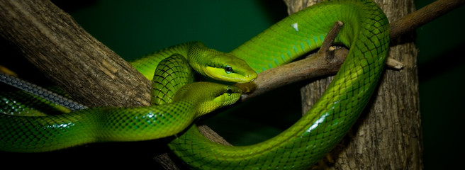 green snake couple