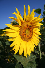tournesol